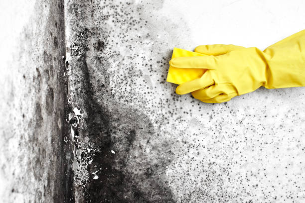 Best Basement Mold Remediation in Idaho Springs, CO