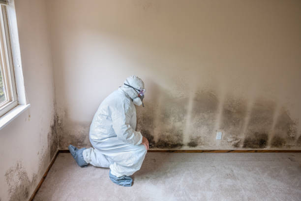 Best Mold Remediation for Specific Building Types in Idaho Springs, CO